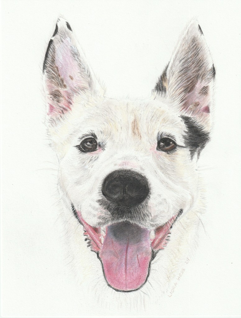 Troy (2024), 8×10 head, colored pencil.